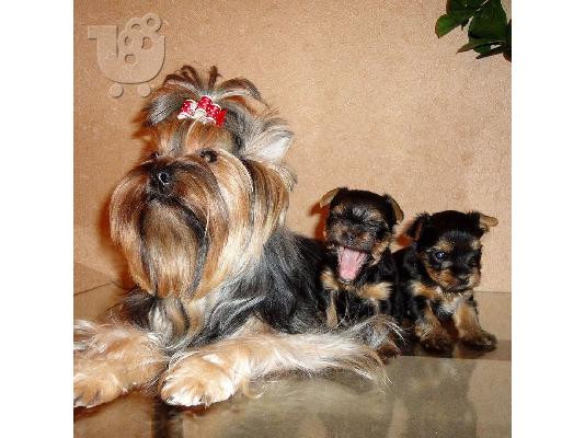 Πανέμορφο Yorkies